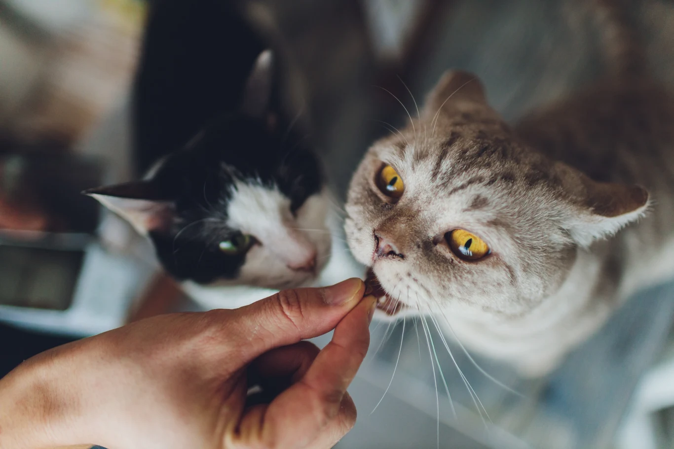 Koty są świetnymi towarzyszami człowieka, jednak należy poznać ich naturę, aby lepiej je zrozumieć. Dwa koty, jeden czarno-biały, drugi szary, zbliżają się do ręki trzymającej smakołyk. Koty wydają się być zainteresowane jedzeniem i z uwagą patrzą na oferowaną przekąskę. Scena rozgrywa się w przytulnym otoczeniu.