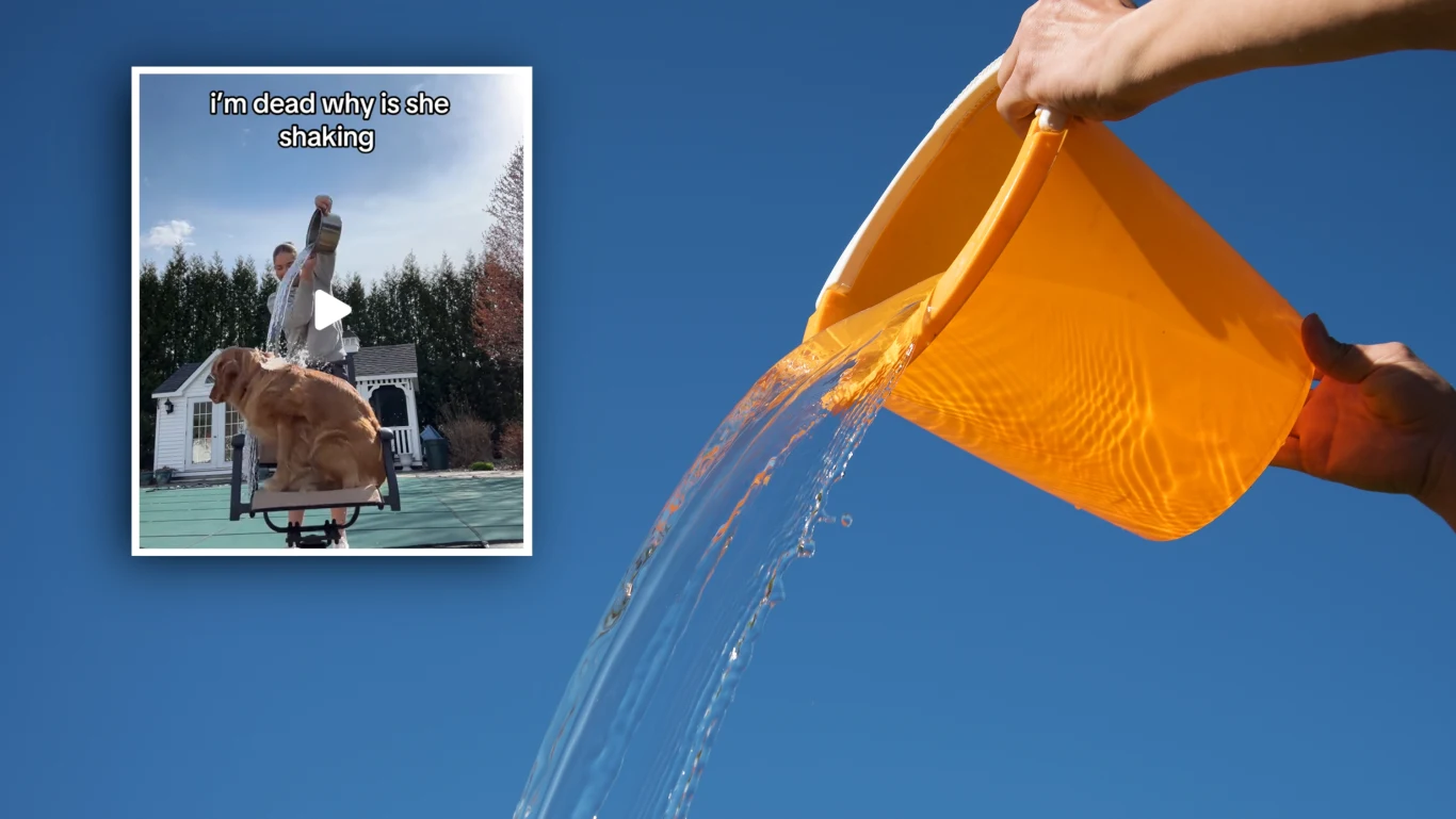W mediach społecznościowych pojawił się lekkomyślny trend. Ludzie polewają wodą wystraszone zwierzęta Z lewej strony znajduje się obrazek przedstawiający psa siedzącego na wysokiej platformie z osobą w tle. W prawym dolnym rogu ręka wylewa wodę z wiadra na tle błękitnego nieba, co tworzy kontrastujące połączenie z pierwszym zdjęciem.