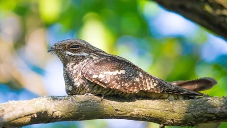Lelek zwyczajny (łac. Caprimulgus europaeus) w przeciwieństwie do innych ptaków siada wzdłuż, a nie w poprzek gałęzi