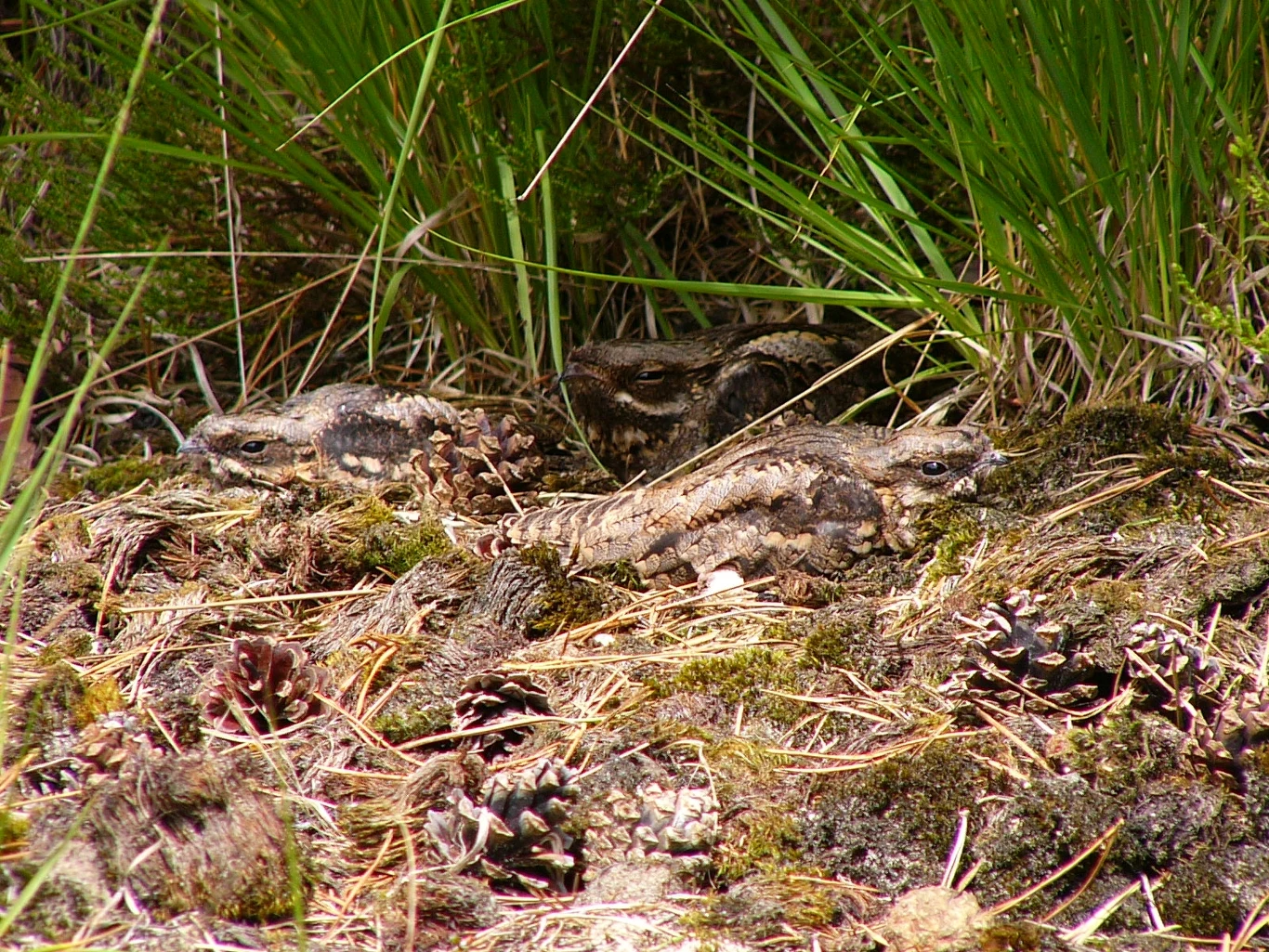 Upierzenie lelka sprawia, że jest on niemal niewidoczny na ściółce leśnej (na zdjęciu znajdują się 3 osobniki lelka zwyczajnego łac. Caprimulgus europaeus)