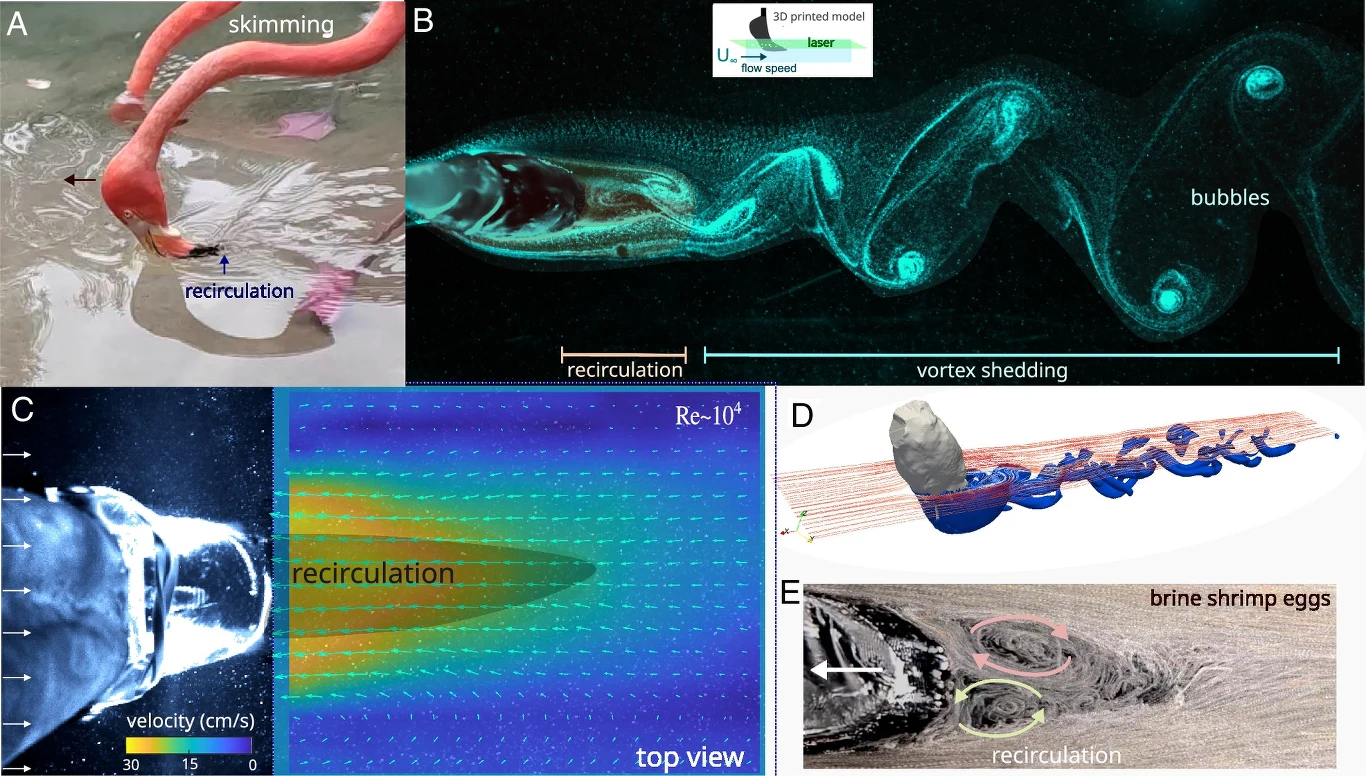 Flamingi zanurzające swoje dzioby w wodzie, obrazy przedstawiające modele hydrodynamiczne związane z przepływem i recyrkulacją płynów w kontekście naukowym.