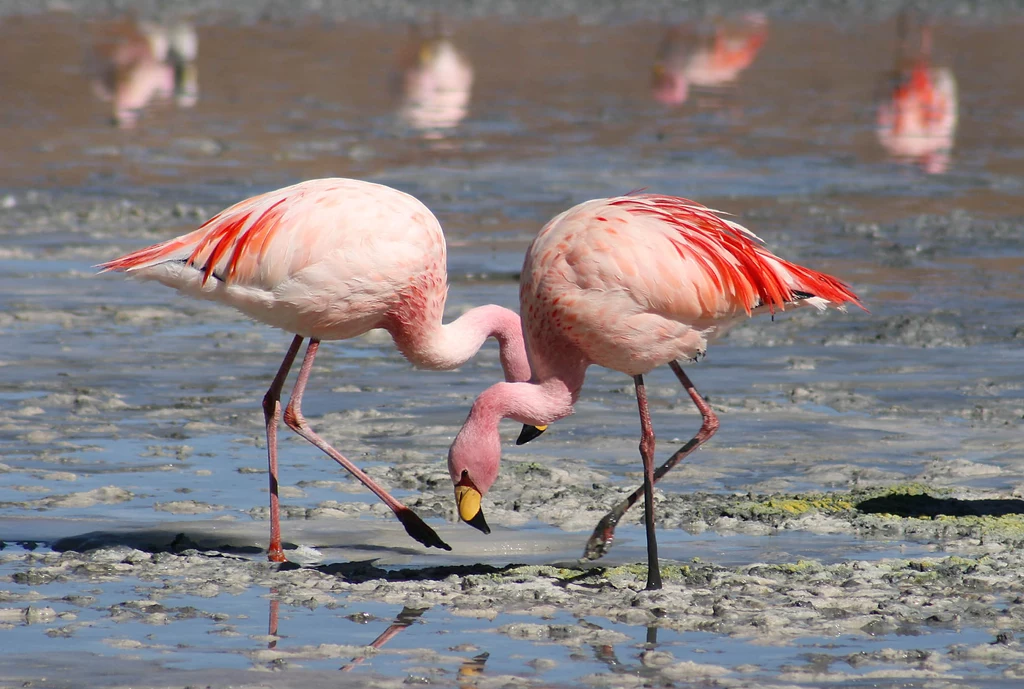 Flamingi Flamingi