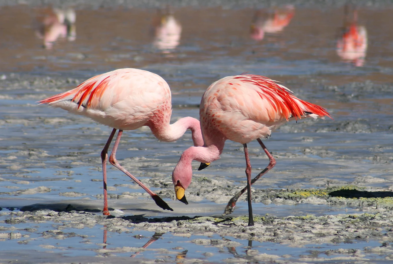 Flamingi Dwa flamingi w płytkiej wodzie z refleksami na powierzchni, zajęte szukaniem pożywienia, z odcieniami różowego upierzenia oraz błękitno-szarym tłem bez większych detali.