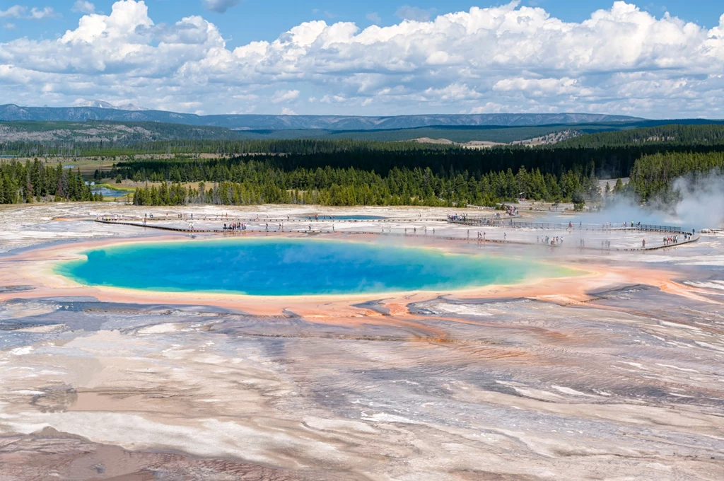 Yellowstone to kaldera wielkiego wulkanu Widok na Grand Prismatic Spring w Parku Narodowym Yellowstone z charakterystycznymi, żywymi kolorami wokół gorącego źródła, otoczonego przez lasy i wzgórza w tle.