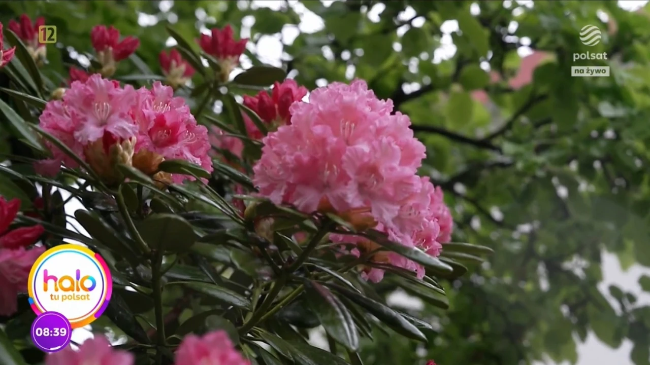 W ogrodzie Jerzego Bralczyka