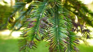 Nie wyrzucaj igieł spod iglaków. W ten sposób możesz je wykorzystać 