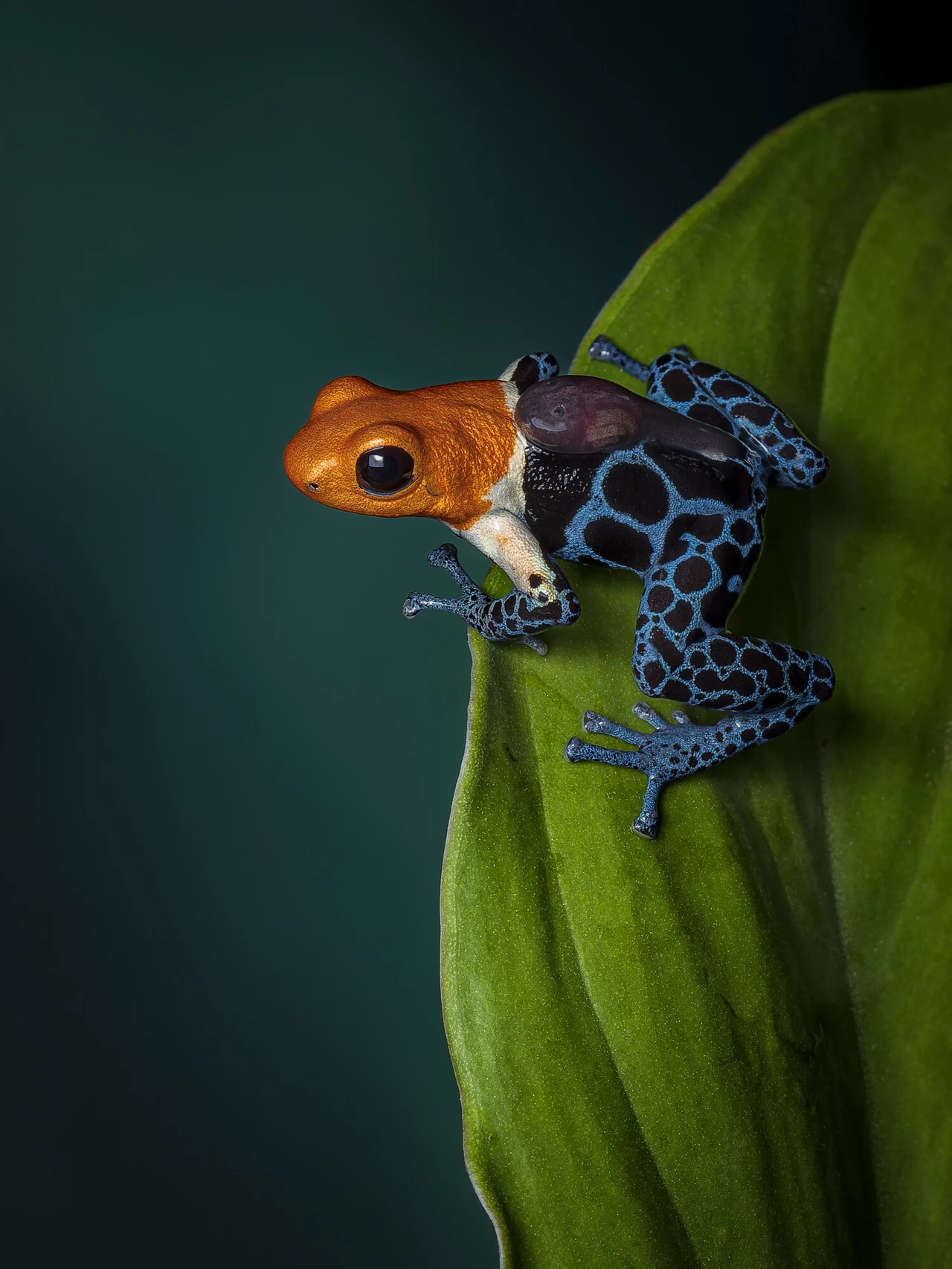 Ranitomeya fantastica - gatunek drzewołaza z Peru Ranitomeya fantastica - gatunek drzewołaza z Peru