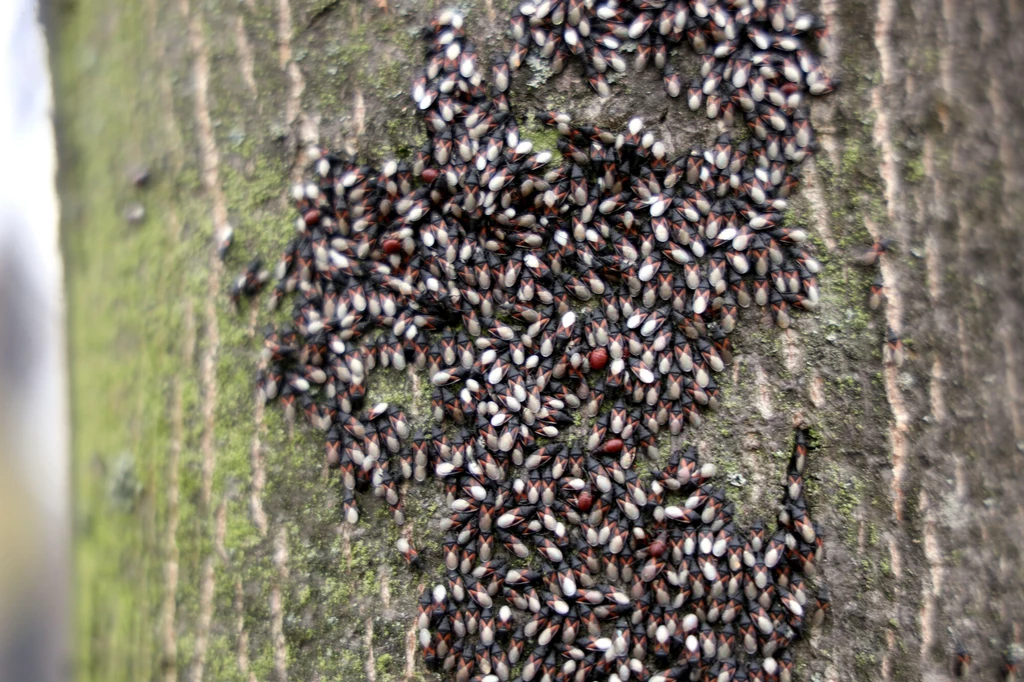 Skupieniec lipowy Duża ilość owadów na pniu drzewa, tworzących zwartą masę na korze, przyciąga wzrok i pokazuje ich naturalne skupienie w środowisku.