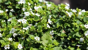 Niepozorna roślina poprawia pamięć i koncentrację. Naturalne wsparcie dla mózgu