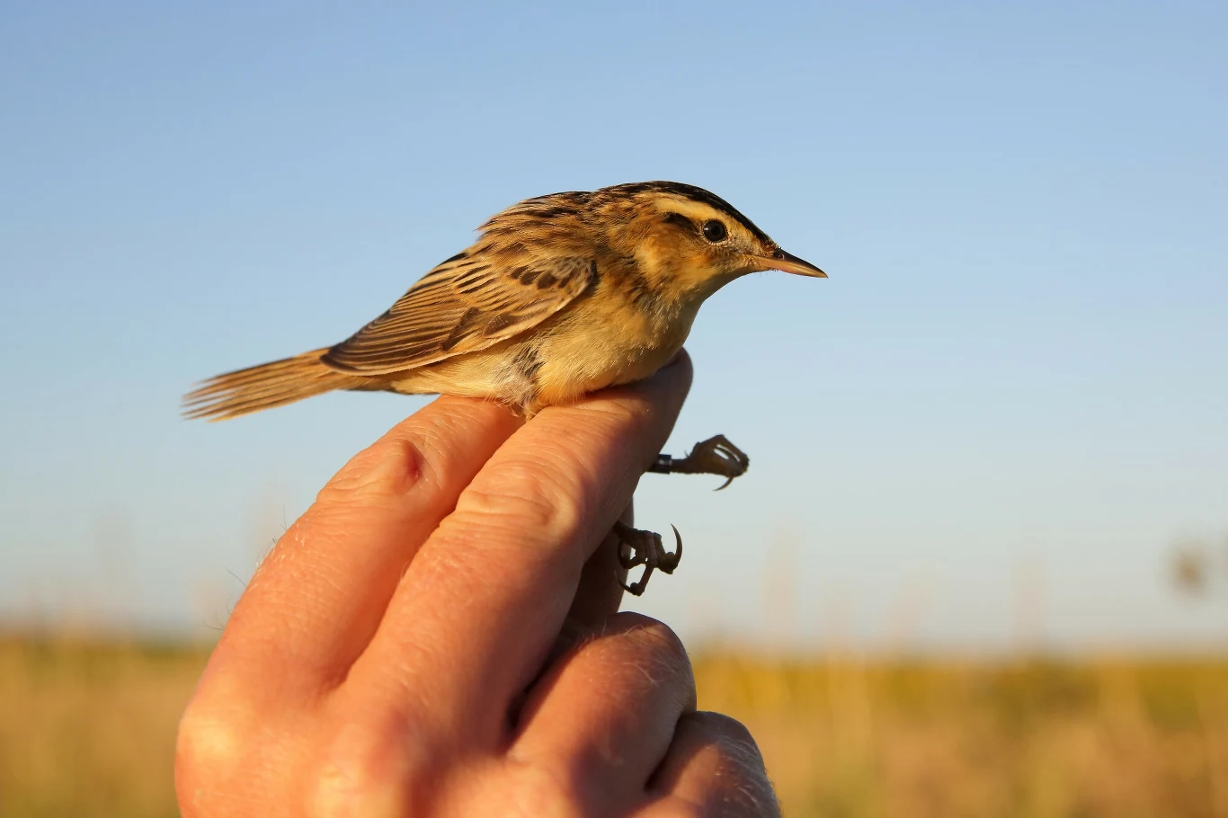 Ptak siedzący na palcu człowieka na tle jasnego nieba i rozmytej łąki. Ma brązowe pióra z ciemnymi akcentami na głowie. Delikatny uchwyt nie sprawia ptakowi problemu.