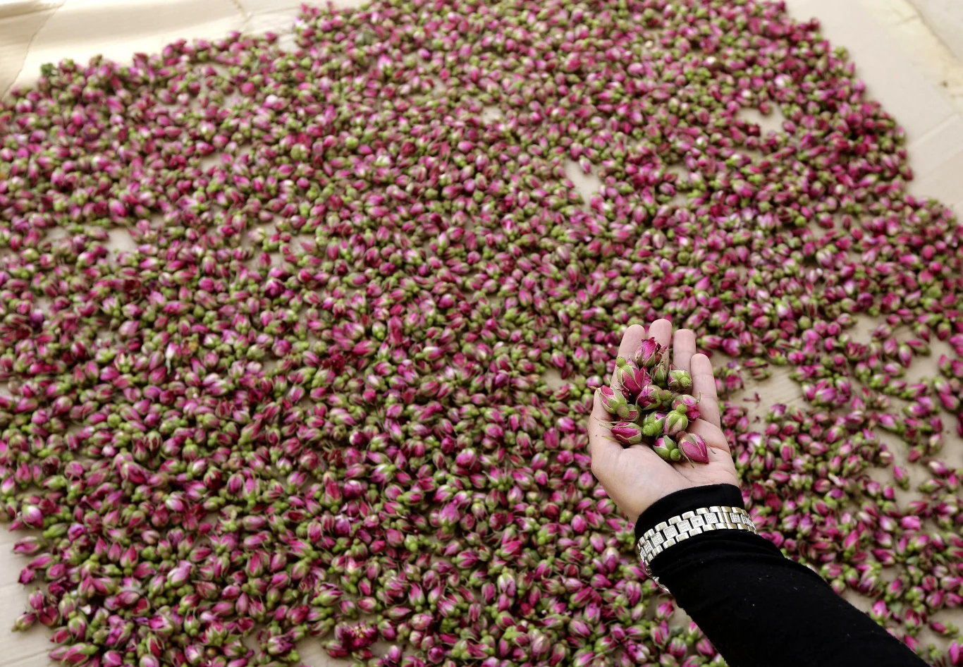 Ręka trzymająca pączki róż na tle dużej ilości suszonych pąków rozłożonych na płaskiej powierzchni. Kolorowe różowe i zielone pąki są głównym motywem zdjęcia.
