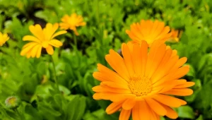 Wysiej w połowie maja. Twój ogród w sezonie nabierze barw