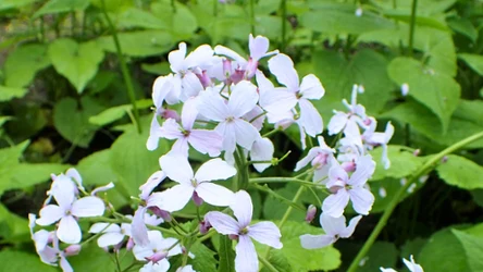 Kwiaty i owoce miesiącznicy trwałej robią wrażenie 