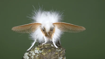 Gąsienice tego motyla mogą być niebezpieczne dla dzieci, alergików i osób z wrażliwą skórą