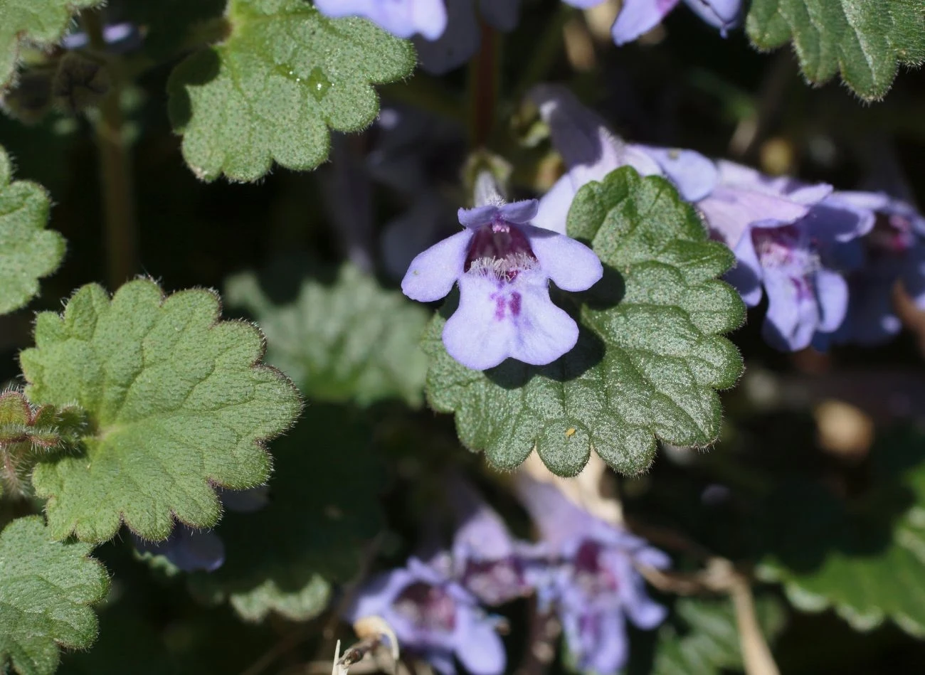 Zastosowanie kurdybanka w kuchni jest znacznie szersze, niż zwykło się uważać. 