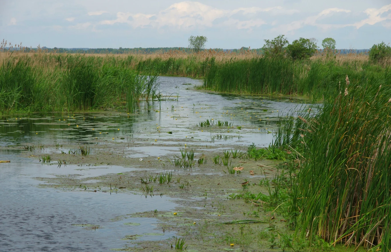 Narwiański Park Narodowy to unikatowy w skali kraju i Europy park doliny rzecznej, chroniący mozaikę rozlewisk, bagien i koryt Narwi Narwiański Park Narodowy to unikatowy w skali kraju i Europy park doliny rzecznej, chroniący mozaikę rozlewisk, bagien i koryt Narwi