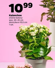 Kalanchoe