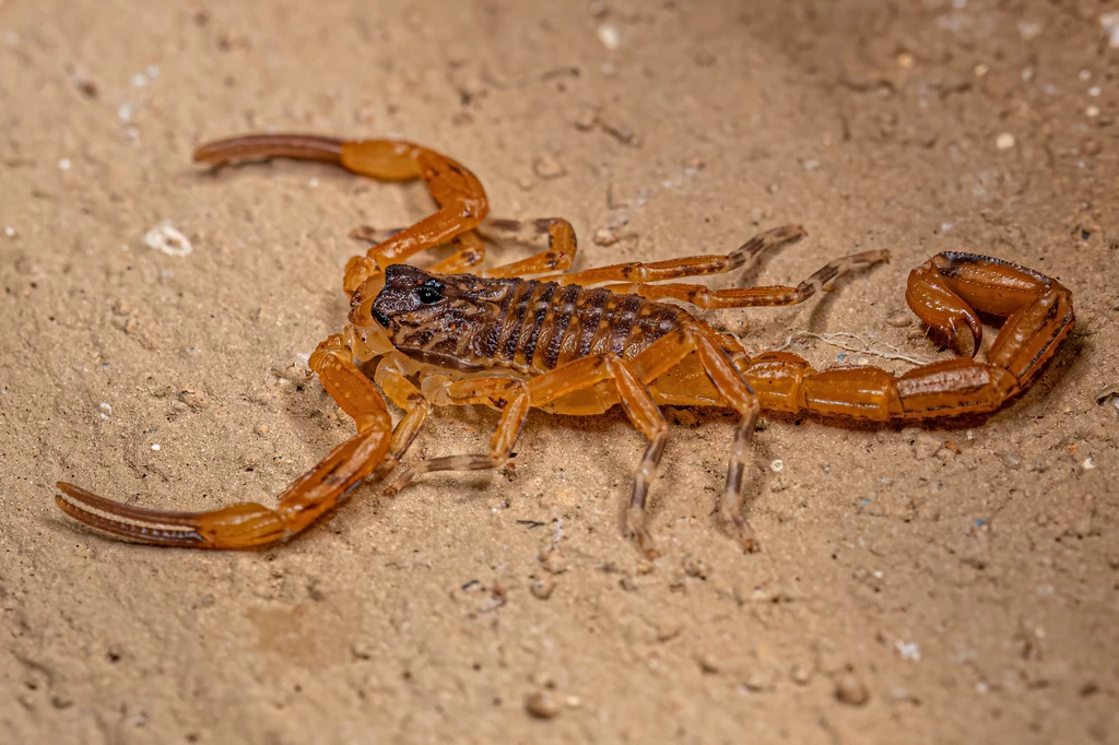 Skorpion brazylijski z gatunku Tityus serrulatus Skorpion na piaszczystym tle z jasno-brązowym egzoszkieletem i wydatnymi szczypcami oraz ogonem z kolcem jadowym.