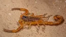Skorpion brazylijski z gatunku Tityus serrulatus