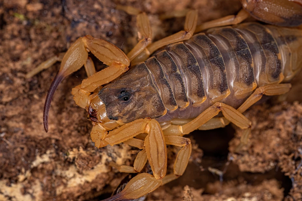 Skorpion z gatunku Tityus serrulatus żyje w Brazylii Skorpion o brązowym ubarwieniu na ziemistym tle, pokazany z bliska, widoczne detale pancerza i odnóży. Jego ciało jest segmentowane, a pazury są podniesione, co dodaje dramatyzmu zdjęciu.