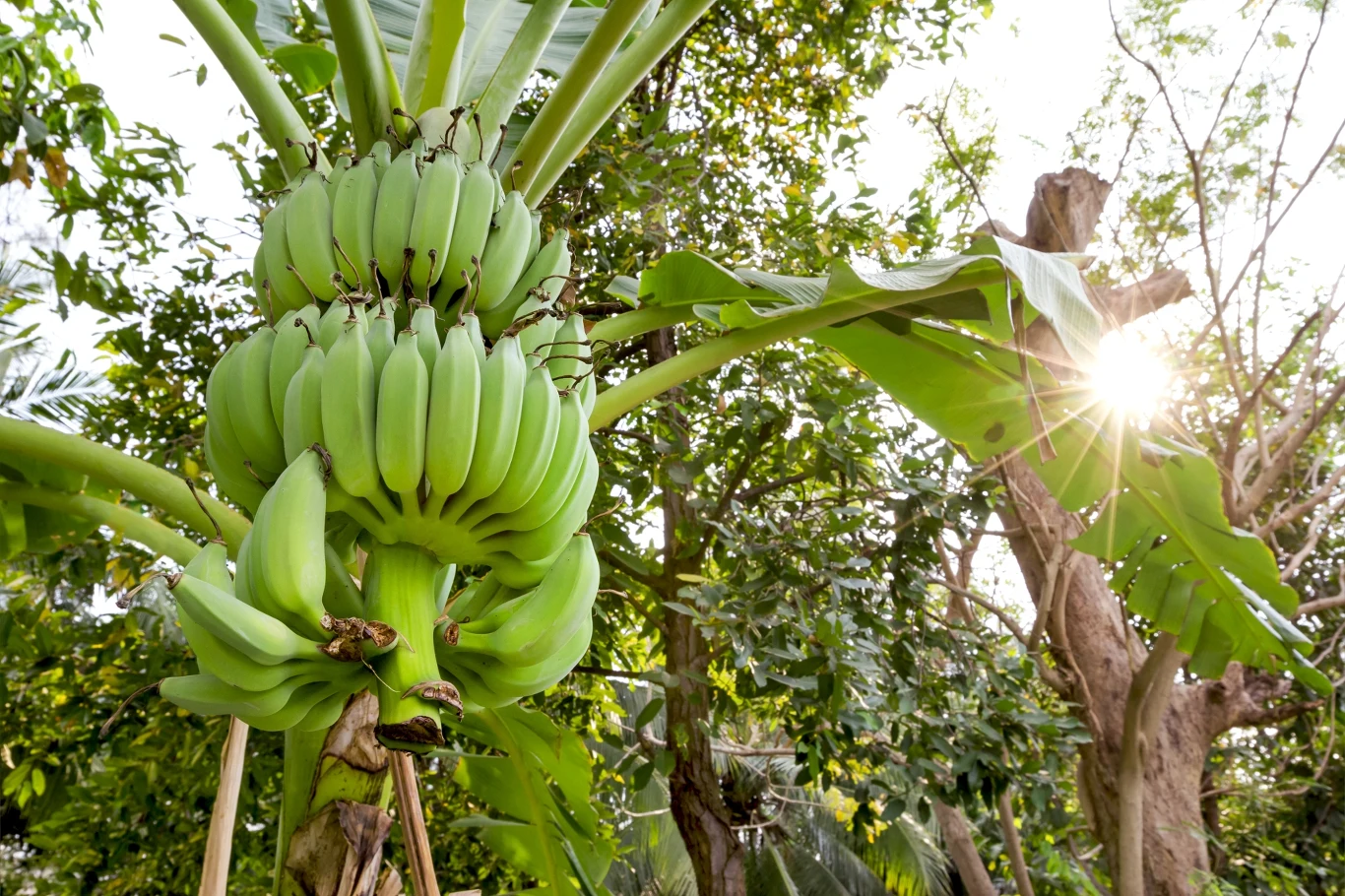 Zielone banany wiszące na drzewie bananowym otoczone liśćmi, z promieniem słońca przebijającym się przez gałęzie w tle.