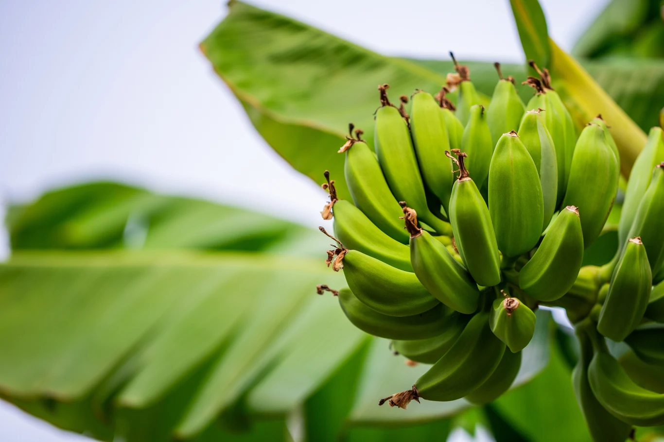 Kiść zielonych bananów na tle liści bananowca w ciepłym, naturalnym świetle.