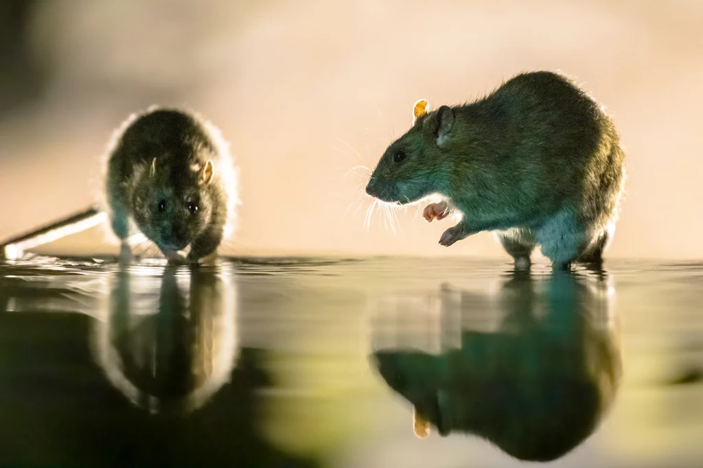 Szczury korzystają z okazji, że gdzieś zjawia się więcej ludzi np. kibiców Szczury korzystają z okazji, że gdzieś zjawia się więcej ludzi np. kibiców