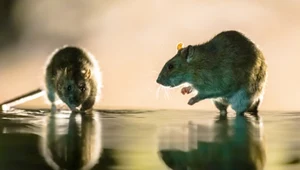 Plaga szczurów podczas meczu. To kibice je przywabili