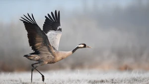 Przyrodnicy ogłosili wieść. "Idzie wiosna", wróciły ptaki, słychać klangor