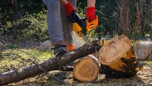 Zmiany w przepisach dotyczących wycinki drzew. Przeciwko są ekolodzy