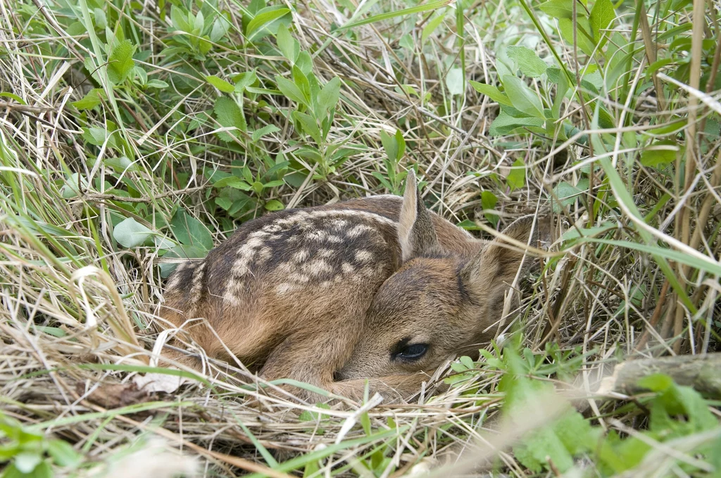 Młoda sarna kuli się w trawie. Jej matka zostawiła tu ją celowo Młoda sarna kuli się w trawie. Jej matka zostawiła tu ją celowo