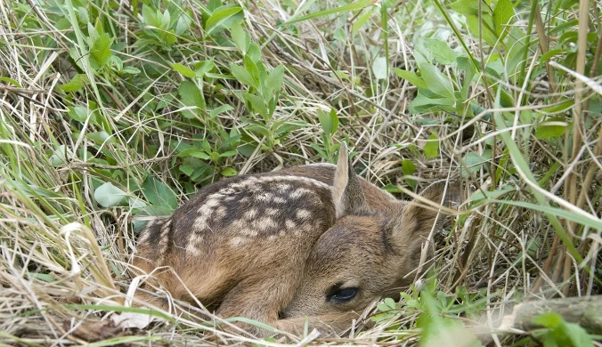 Młoda sarna kuli się w trawie. Jej matka zostawiła tu ją celowo