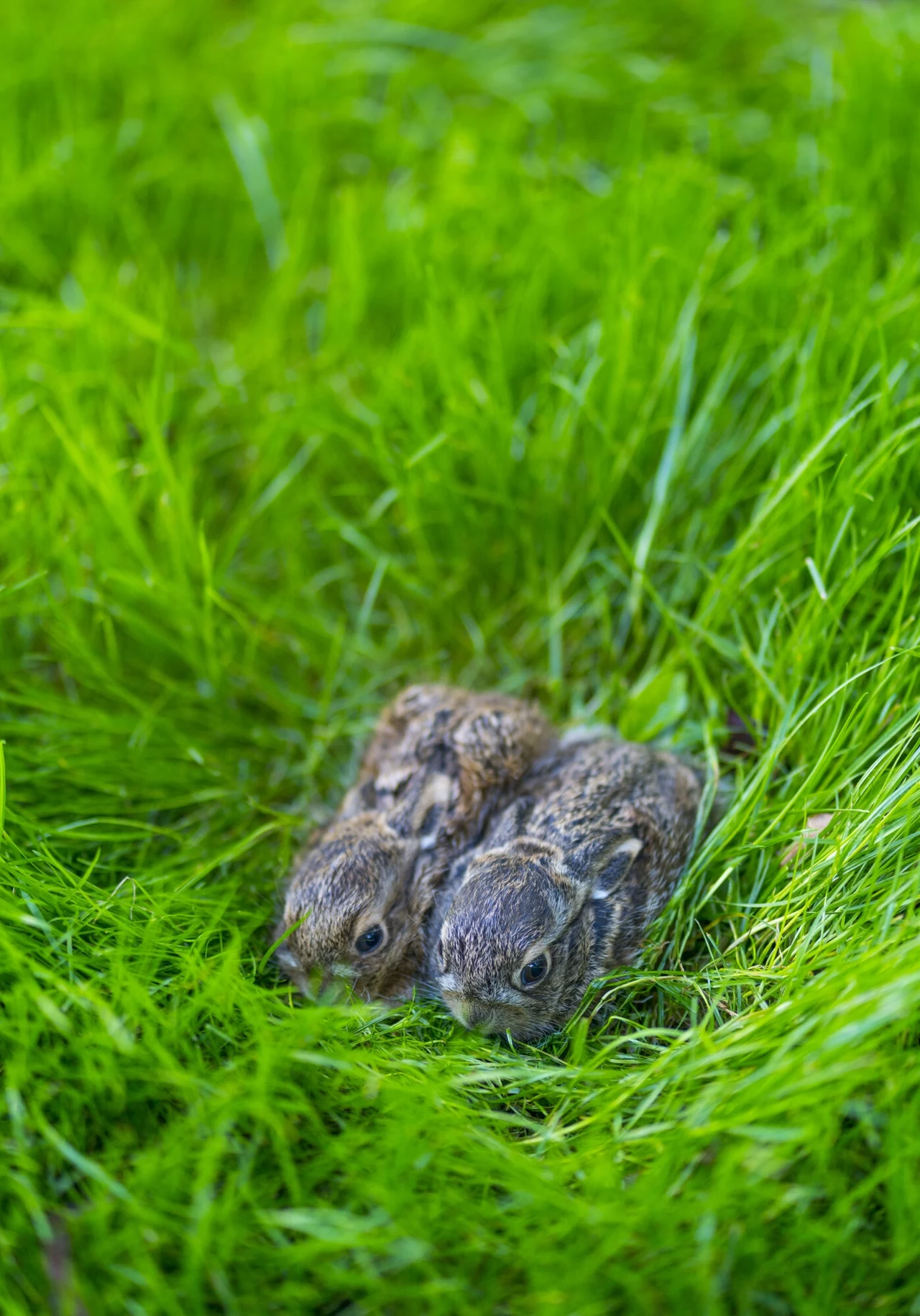 Małe zające ukryte przez rodziców w trawie Dwa młode zajączki ukryte w gęstej zielonej trawie.