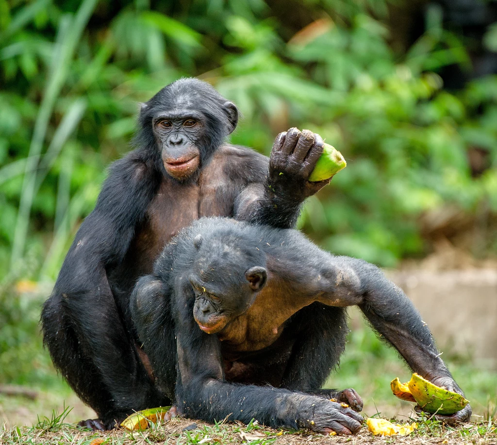 Szympansy troszczą się o siebie wzajemnie i potrafią opatrywać Dwa szympansy bonobo siedzą na ziemi w zielonym otoczeniu. Jeden z nich trzyma kawałek owocu, a drugi pochyla się do przodu, badając coś. W tle widać rozmyte liście i roślinność.