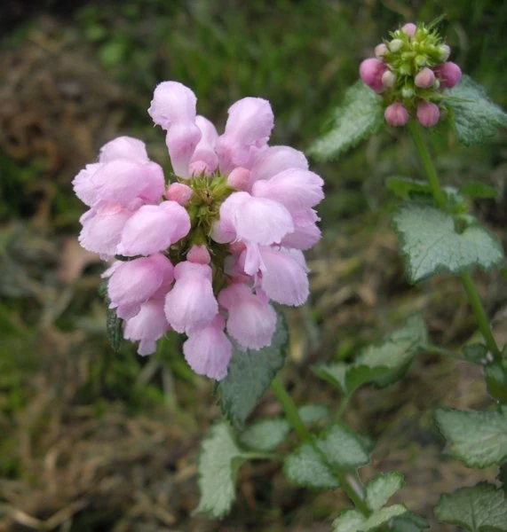Jasnota plamista, odmiana Shell Pink Różowy kwiat z drobnymi kwiatostanami na tle zielonych liści, w naturalnym otoczeniu.