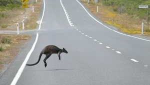 Australijczycy zbierają i golą rozjechane zwierzęta. Powód jest niezwykły