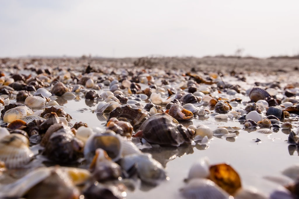 Muszle w różnorodnych kształtach i kolorach rozrzucone na mokrym piasku plaży, tworzą spokojną naturalną mozaikę. Tło jest rozmyte, co podkreśla bliskość i detale muszli.