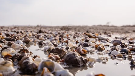 Muszle na plaży