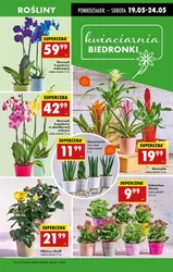 Poniedziałek pełen promocji – Biedronka