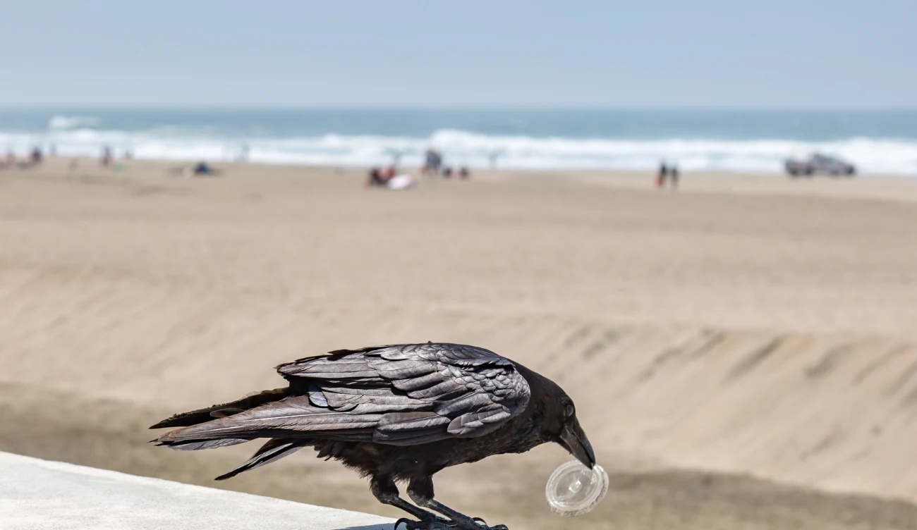 W przewodzie pokarmowym co piątego zbadanego ptaka w Polsce znaleziono mikrolastik /CanvaPro