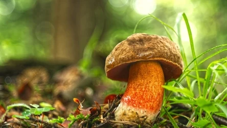 W polskich lasach pojawiły się borowiki ceglastopore łac. Neoboletus luridiformis