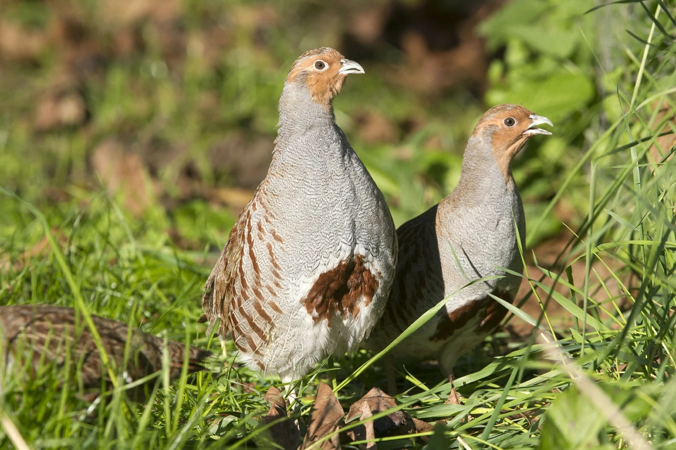 Kuropatwa widnieje w Polsce na liście zwierząt łownych Dwie kuropatwy stojące w zielonej trawie. Ptaki mają szaro-rudobre ubarwienie, a ich oczy i dzioby są wyraźnie widoczne na tle żywej roślinności.