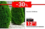 Thuja Indeks