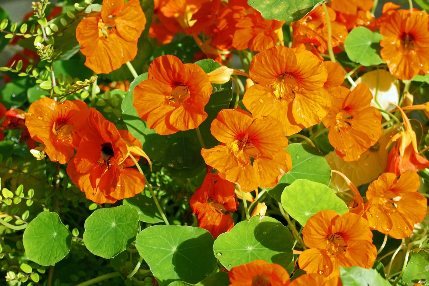 Jaskrawo pomarańczowe kwiaty nasturcji w pełnym rozkwicie otoczone jasnozielonymi liśćmi.
