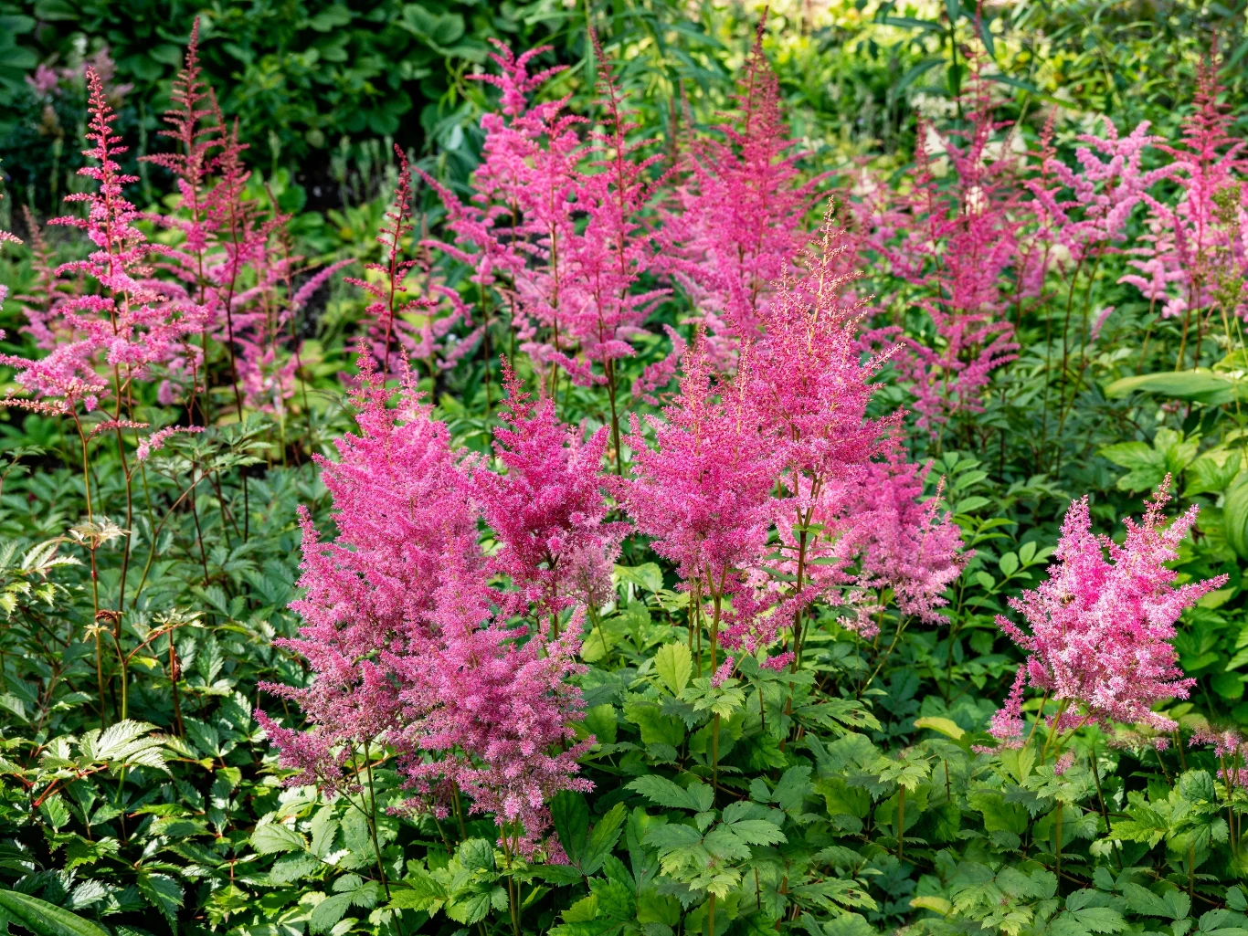 Tawułka to barwna ozdoba ogrodu, która idealnie sprawdzi się na zacienione stanowiska.