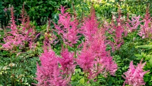 Masz zacieniony ogród? Ta roślina będzie w nim kwitła, jak szalona 