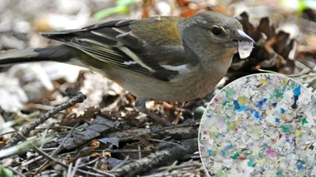 Badania polskich naukowców, opublikowane w "Scientific Reports" opisują obecność mikroplastiku w przewodzie pokarmowym pospolitych ptaków lądowych w Polsce /(123RF/PICSEL)