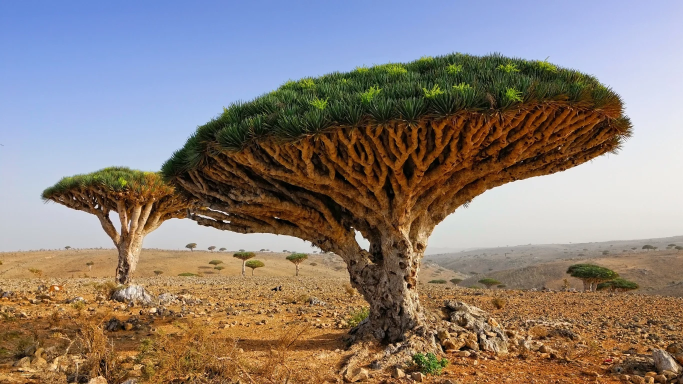 Dracaena cinnabari - znana także jako drzewo smoczej krwi - występuje tylko w jednym miejscu na Ziemi Drzewa smocze na wyspie Sokotra z charakterystycznymi parasolowatymi koronami wyróżniają się na tle surowego, kamienistego krajobrazu. W tle widać kilka porozrzucanych drzew, a na horyzoncie niebo stopniowo przechodzące w odcień błękitu.