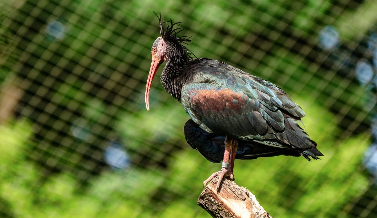  Na całym świecie w niewoli utrzymuje się ok. 2000 ibisów grzywiastych (łac. Geronticus eremita)