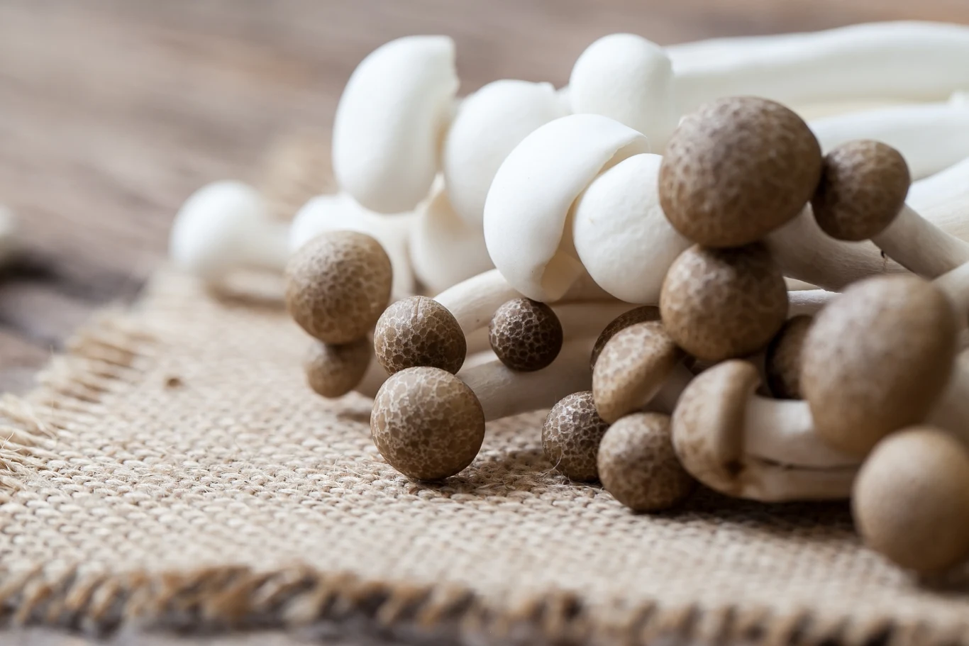 Grzyby shimeji są m.in. źródłem witaminy D2, witamin z grupy B, a także białka i błonnika Grzyby shimeji są m.in. źródłem witaminy D2, witamin z grupy B, a także białka i błonnika